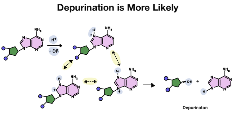 Depurination is more likely