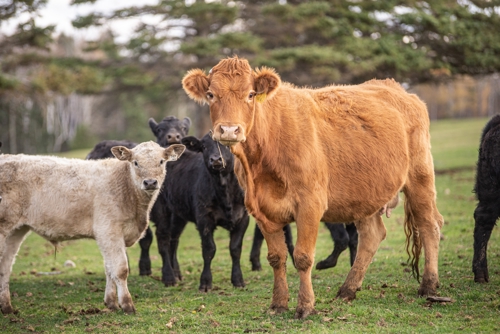 Four young angus cows are standing in a field. Their coat colors are white, black, black, and red, in order from left to right.