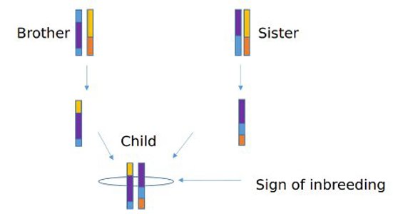 Chromosome inheritance.