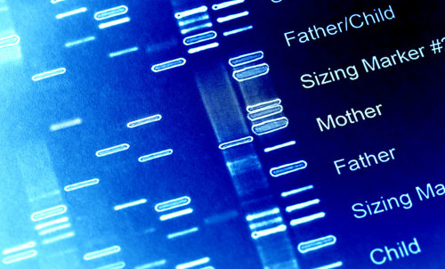 Bands of DNA of different sizes being used to compare relatives.