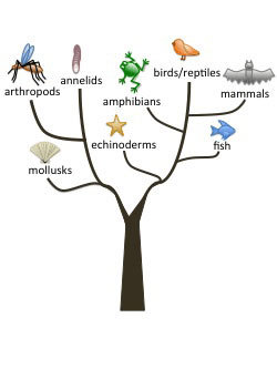 Tree of life.