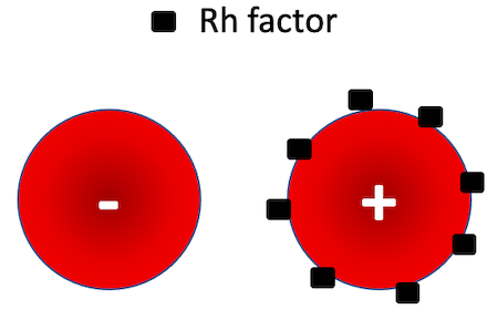 .Blood cells with and without Rh factor.