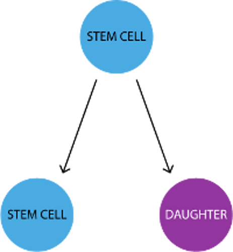 Stem cell