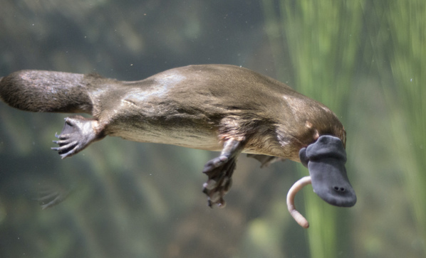 Duck-billed platypus