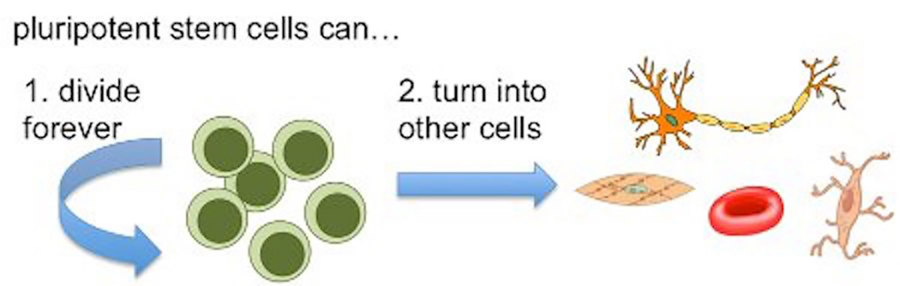 Diagram of the pluripotent stem cell process.