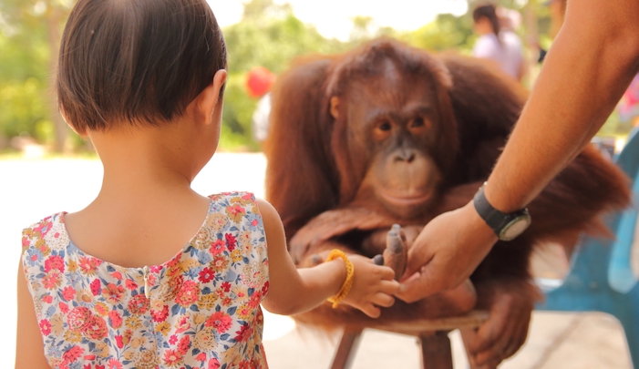 Girl and orangutan.