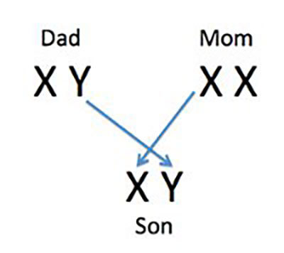 Sex chromosome inheritance.