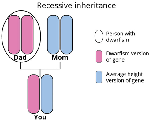 Recessive inheritance.