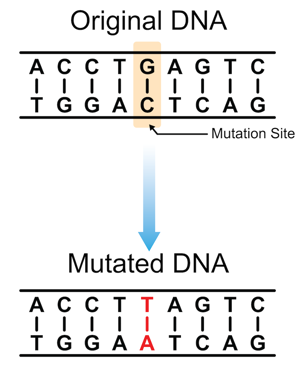 A short sequence of DNA letters followed by a sequence of DNA letters with one difference due to a mutation.