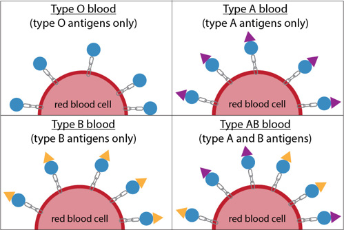 Antigens produced by each blood type. Diagram.