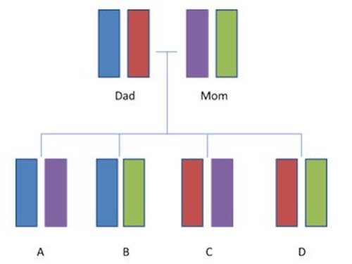 Chromosome inheritance