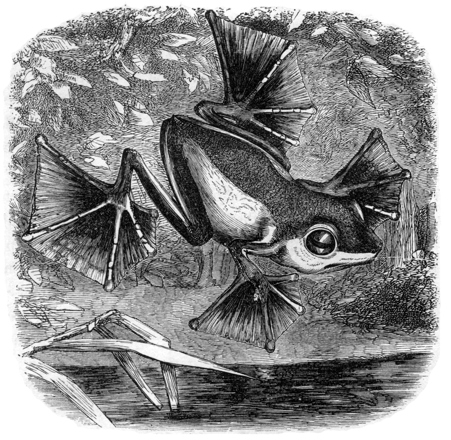 A drawing of a frog with webbed toes gliding over a pond.