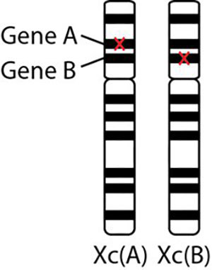 Genes on chromosome.