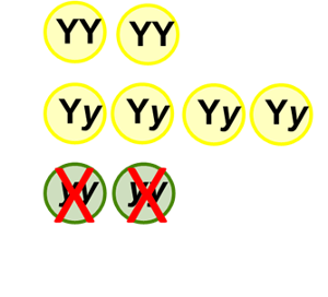 6 yellow peas, and 2 green peas with red X’s through them.