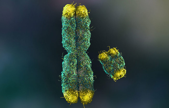 X and Y chromosomes.