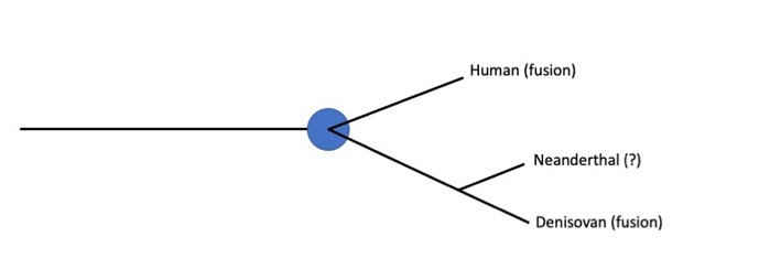 Early human evolutionary tree.