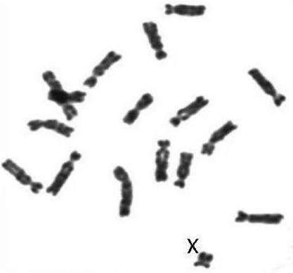 An image showing the 17 chromosomes of a transcaucasian mole vole with the single sex (X) chromosome labelled.