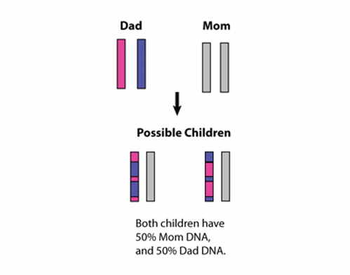 Inheritance from parents