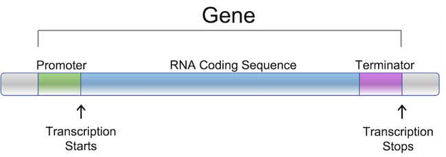 A rectangle is divided into 3 sections representing a gene. On the left is the promoter which where transcription starts. The RNA coding sequence is the middle and largest section. The terminator is the final section where transcription stops.