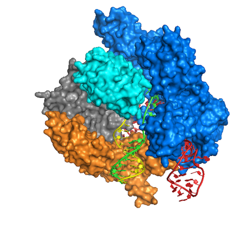 Crystal structure of Cas protein bound to DNA.