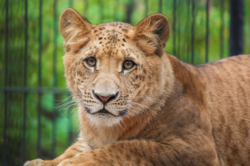 A close-up shot of a lion-tiger hybrid (liger) sitting and looking at the camera. It has the narrower facial features of a lion, but its fur is a darker orange with black dots on its face and dark brown stripes on its body, similar to the fur pattern of a tiger.