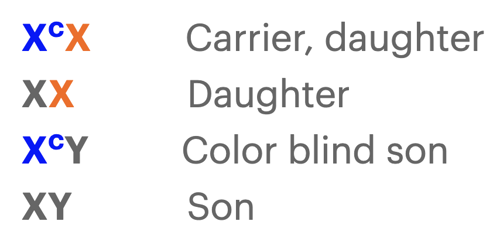 All four possible combinations for color blind grandchildren.