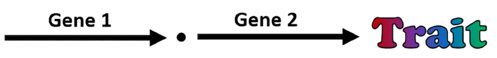 In epistasis, gene 1 affects Gene 2, which leads to a trait.