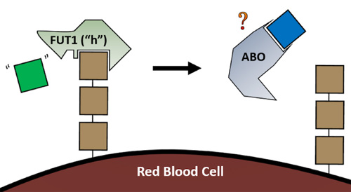 Diagram of the ABO protein unable to work on the shortened sugar chain.
