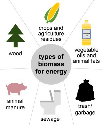 An image showing different types of biomass for energy, including a tree labeled wood, corn labeled crops and agriculture residues, an oil bottle labeled vegetable oils and animal fats, a garbage bag labeled trash/garbage, a toilet labeled sewage, and a pig labeled animal manure