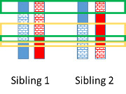 Shared blocks of chromosomes between siblings.