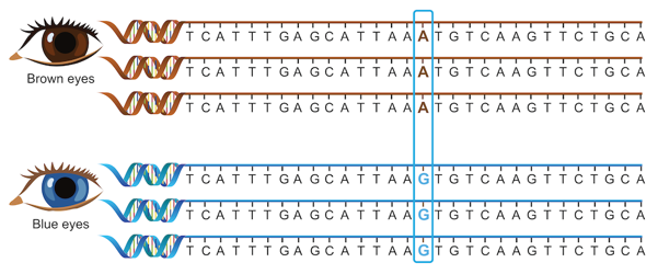 All blue eyes descend from a single common ancestor who lived