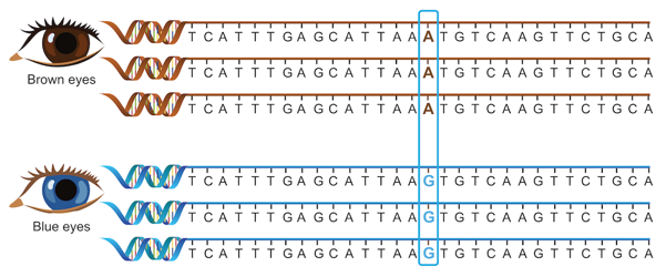 DNA sequence difference in the OCA2 gene.