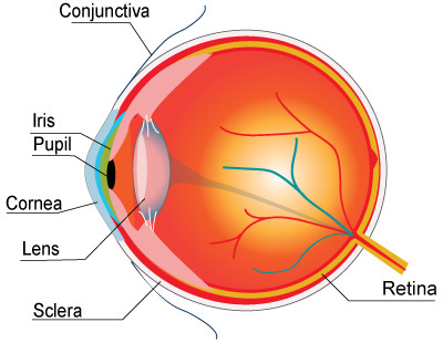 Labeled diagram of eye.
