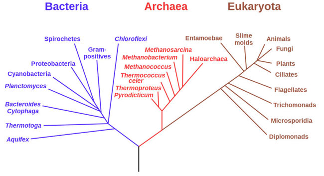 Different species of bacteria, archaea, and eukaryotes in a phylogenetic tree.