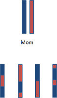 Recombined chromosomes.