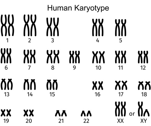 Typical human chromosomes.
