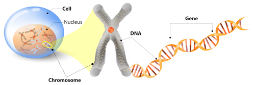 A cell, chromosomes, and DNA