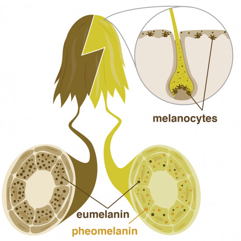 Close up of hair with follicle, melanocytes, and melanin.
