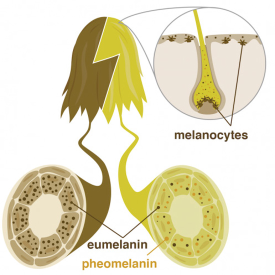 Close up of hair with follicle, melanocytes, and melanin.
