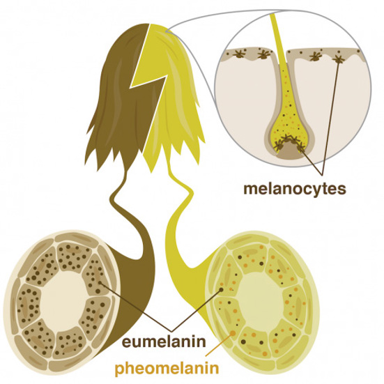 Cross section of dark hair with many dark eumelanin granules compared to blond hair with mostly lighter eumelanin granules. Cartoon.