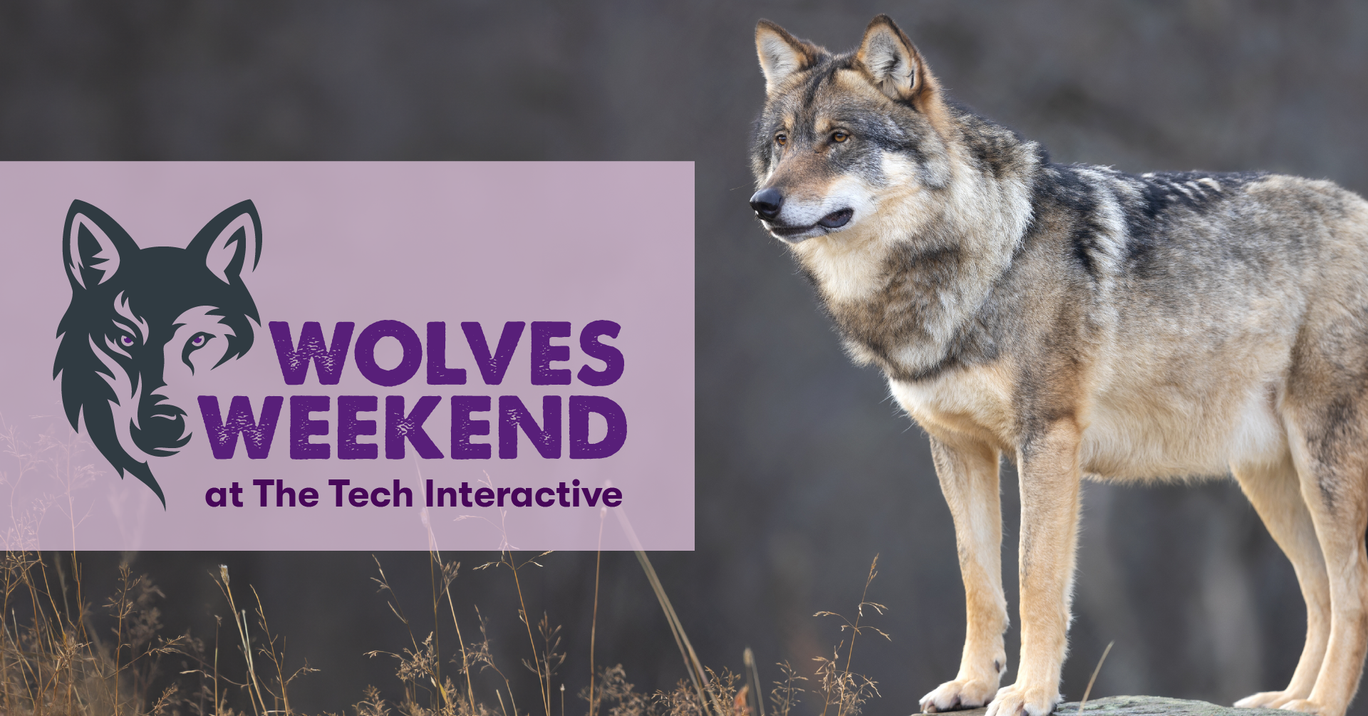 Wolves Weekend at The Tech Interactive
