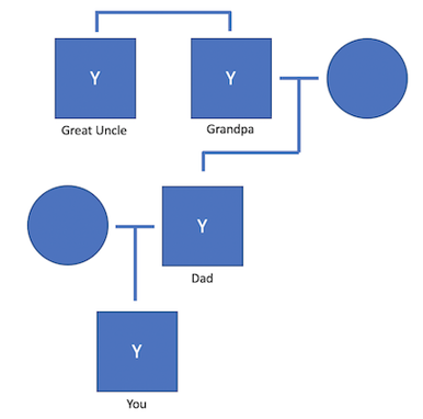 Y chromosome inheritance.