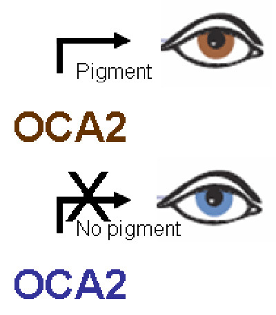 Nonworking genes and blue eyes.