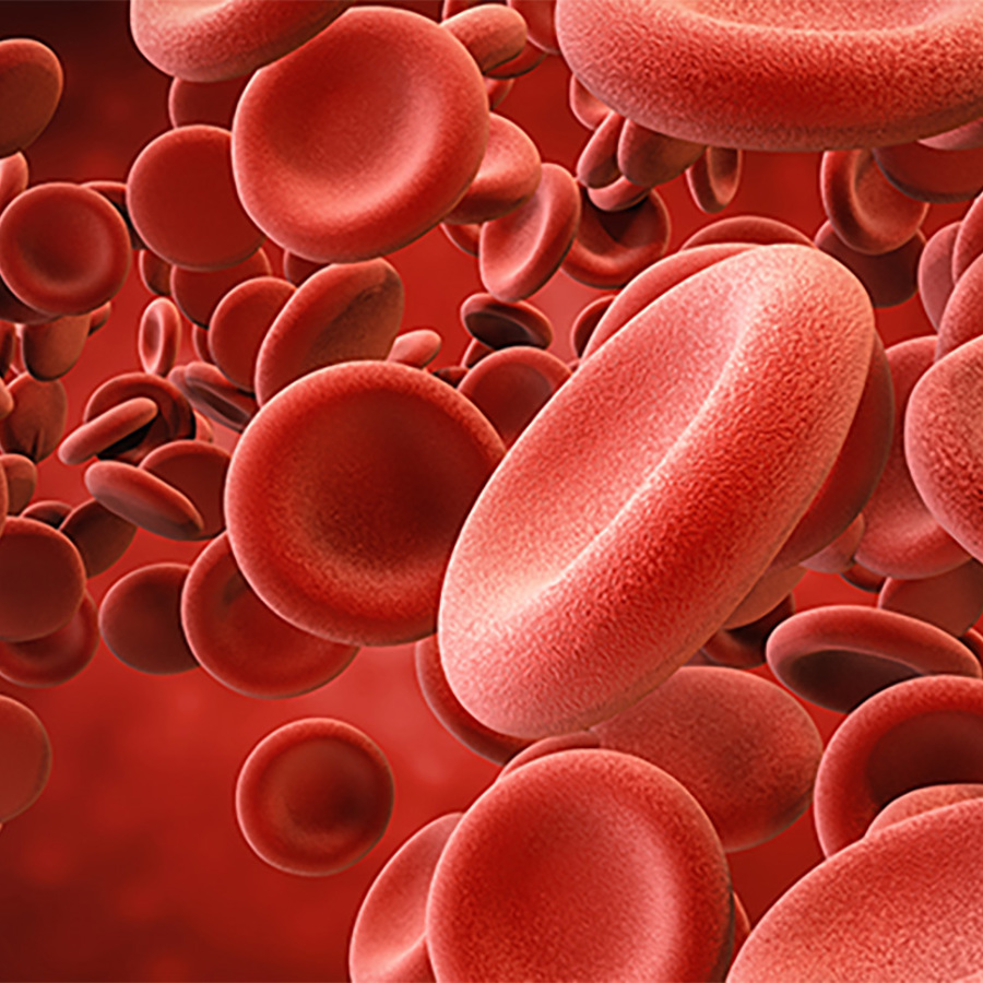 3D rendering of red blood cells.