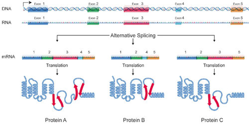 Alternative splicing of RNA.