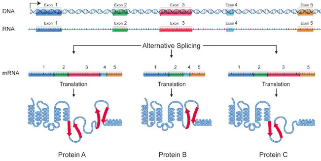 Alternative splicing of RNA.