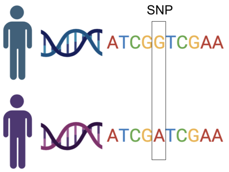 DNA sequences from two individuals with a Single Nucleotide Polymorphism.