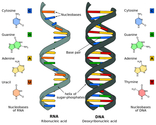 DNA vs RNA