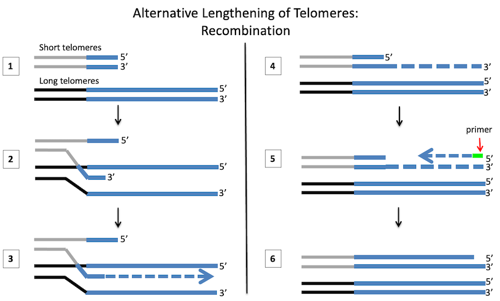 Alternative lengthening of telomeres