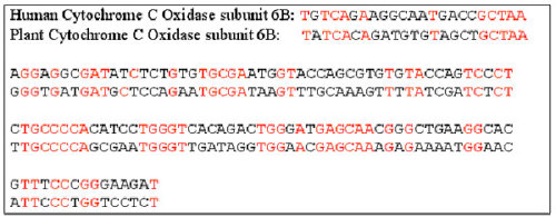 Plant DNA sequence.